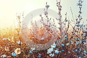 Flowering Meadow With Sunshine. Wildflowers. Nature Landscape