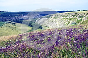 flowering meadow on top of a hill