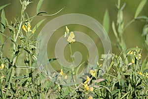 Flowering meadow vetchling Lathyrus pratensis plant with yellow flower and green leaves in meadow