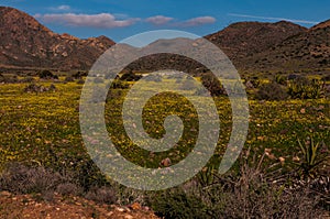 Flowering meadows in cabo de cata photo