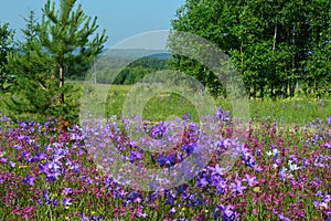 Flowering meadows Russia