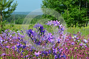 Flowering meadows Russia