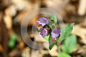 Blooming wild lungwort