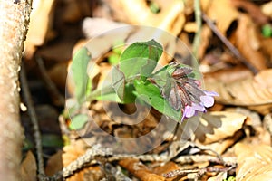Blooming wild lungwort