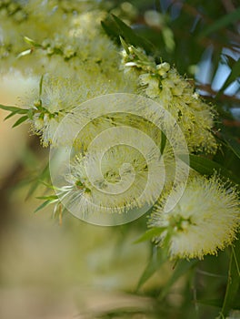 Flowering Melaleuca pallida, lemon bottlebrush