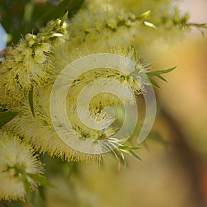 Flowering Melaleuca pallida, lemon bottlebrush