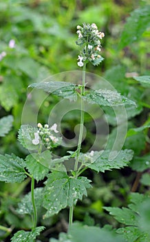 Flowering melissa Melissa officinalis flowers