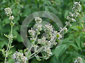 Flowering melissa Melissa officinalis flowers