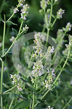 Flowering melissa (Melissa officinalis) flowers