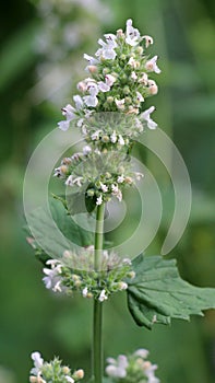 Flowering melissa (Melissa officinalis) flowers