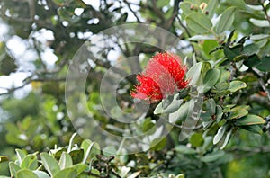 Flowering Metrosideros polymorpha lehua plant endemic to Hawaii