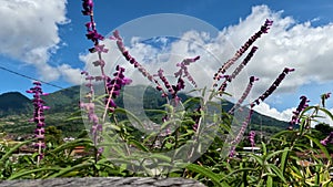 The flowering mexican bush sage plant has purple, green leaves with small stems that sway in the wind