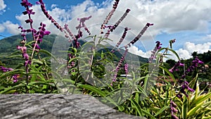 The flowering mexican bush sage plant has purple, green leaves with small stems that sway in the wind