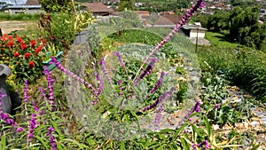 The flowering mexican bush sage plant has purple, green leaves with small stems that sway in the wind