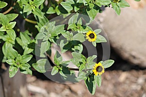 Flowering Mexican creeping zinnia Sanvitalia procumbens plant with green leaves and yellow flower in garden