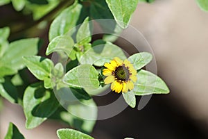 Flowering Mexican creeping zinnia Sanvitalia procumbens plant with green leaves and yellow flower in garden