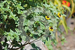Flowering Mexican creeping zinnia Sanvitalia procumbens plant with green leaves and yellow flower in garden