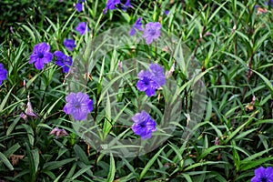 Flowering Mexican petunia bush with blue-lilac flowers on green leaves background