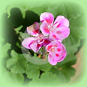 Flowering. Midsummer in the garden. Nice flowers in a sunny day and green landscape