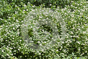 Flowering  mock-orange