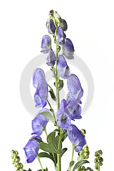 Flowering Monkshood