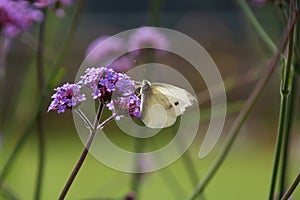 Flowering mosquito plant with pollen searching butterfly insect in the summer season