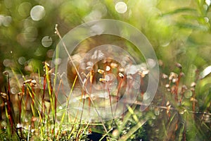 Flowering moss in the forest. Close-up