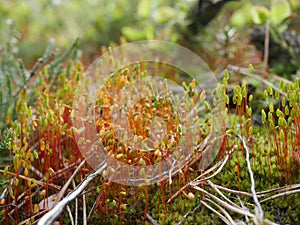 Flowering moss macro