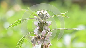 Flowering motherwort with a bee on it