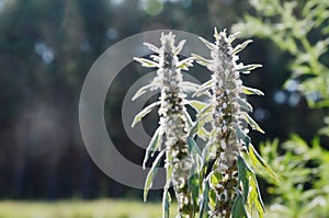 Flowering motherwort plant in nature in summer.