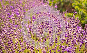 Flowering mountain lavender. Fragrant purple field flowers
