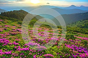 Flowering mountains scenery, stunning summer dawn landscape, amazing blooming pink rhododendron flowers, amazing panoramic nature 