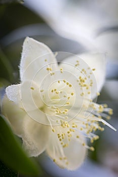 Flowering Myrthus communis flower