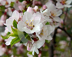 Fioritura ciliegia 