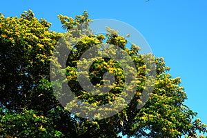 Flowering narra tree or Pterocarpus indicus tropical tree in Philippines.