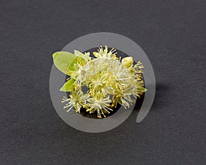 Flowering natural branch of Linden or Tilia tree with yellow flowers.