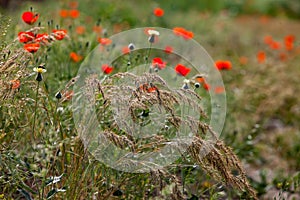 Flowering in nature. Spikelet grass (in focus). Wild red poppy flowers blurred. Low depth-of-field