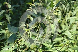 Flowering nettle in the forest