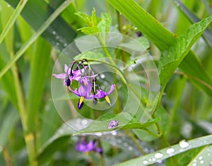 The flowering nightshade is bittersweet Solanum dulcamara L