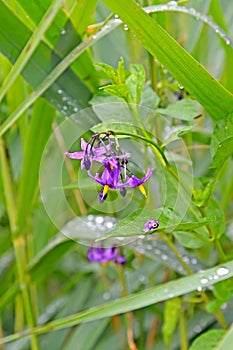 Flowering of nightshade bittersweet Solanum dulcamara L