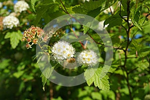 Flowering ninebark shrub.  Physokarpus capitatus, commonly called Pacific ninebark or tall ninebark