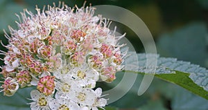 Flowering ninebark shrub.  Physokarpus capitatus, commonly called Pacific ninebark or tall ninebark photo