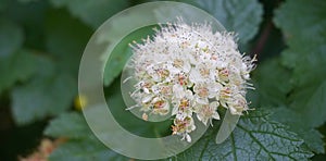 Flowering ninebark shrub.  Physokarpus capitatus, commonly called Pacific ninebark or tall ninebark photo