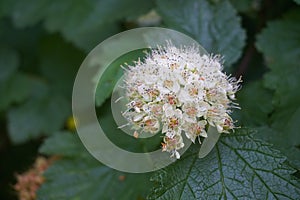 Flowering ninebark shrub.  Physokarpus capitatus, commonly called Pacific ninebark or tall ninebark photo