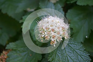 Flowering ninebark shrub.  Physokarpus capitatus, commonly called Pacific ninebark or tall ninebark photo