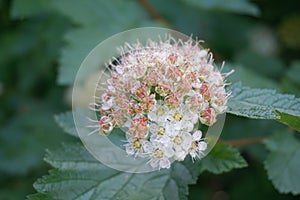 Flowering ninebark shrub.  Physokarpus capitatus, commonly called Pacific ninebark or tall ninebark photo