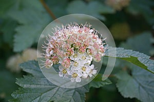 Flowering ninebark shrub.  Physokarpus capitatus, commonly called Pacific ninebark or tall ninebark photo