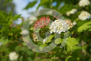 Flowering ninebark shrub.  Physokarpus capitatus, commonly called Pacific ninebark or tall ninebark photo