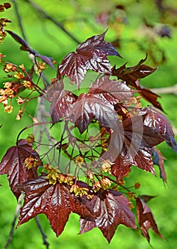 Flowering Norway maple, cultivar Crimson King Acer platanoides L