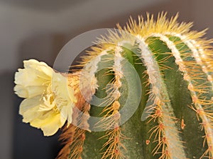Flowering Notocactus .Israel